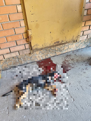Собачку с разрывом сердца подбросили к ветклинике в Тейкове